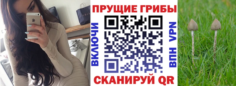 kraken сайт  Волгодонск  Галлюциногенные грибы Cubensis 